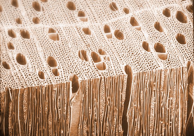 The structure of wood under a microscope. Notice the tubes running vertically. This is what gives wood its grain. 